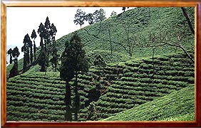 darjeeling tour india