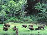 Periyar National Park